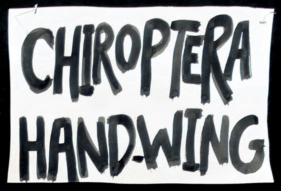 Chiroptera hand-wing title