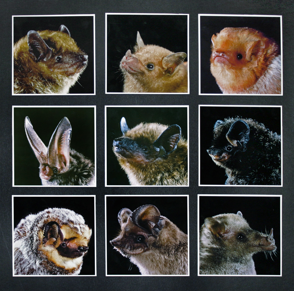 bats of TX - photos