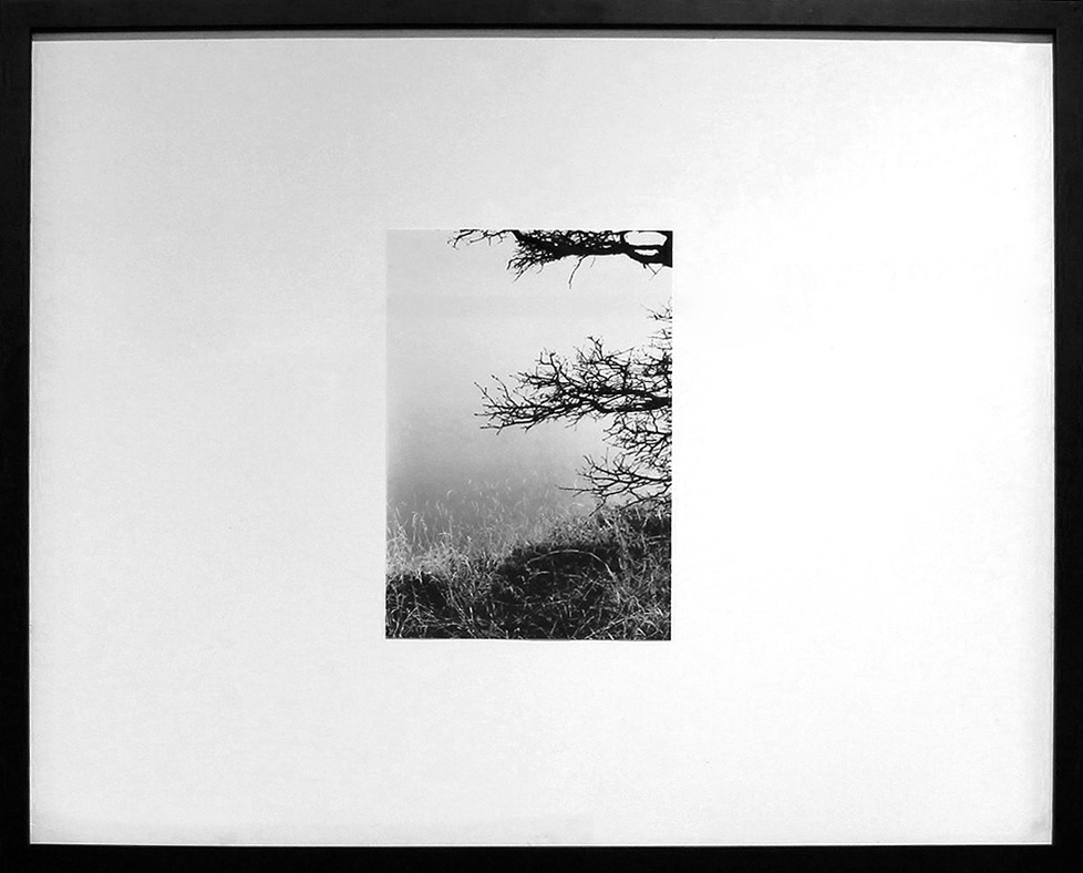 framed black and white photo of shore with grass and branches