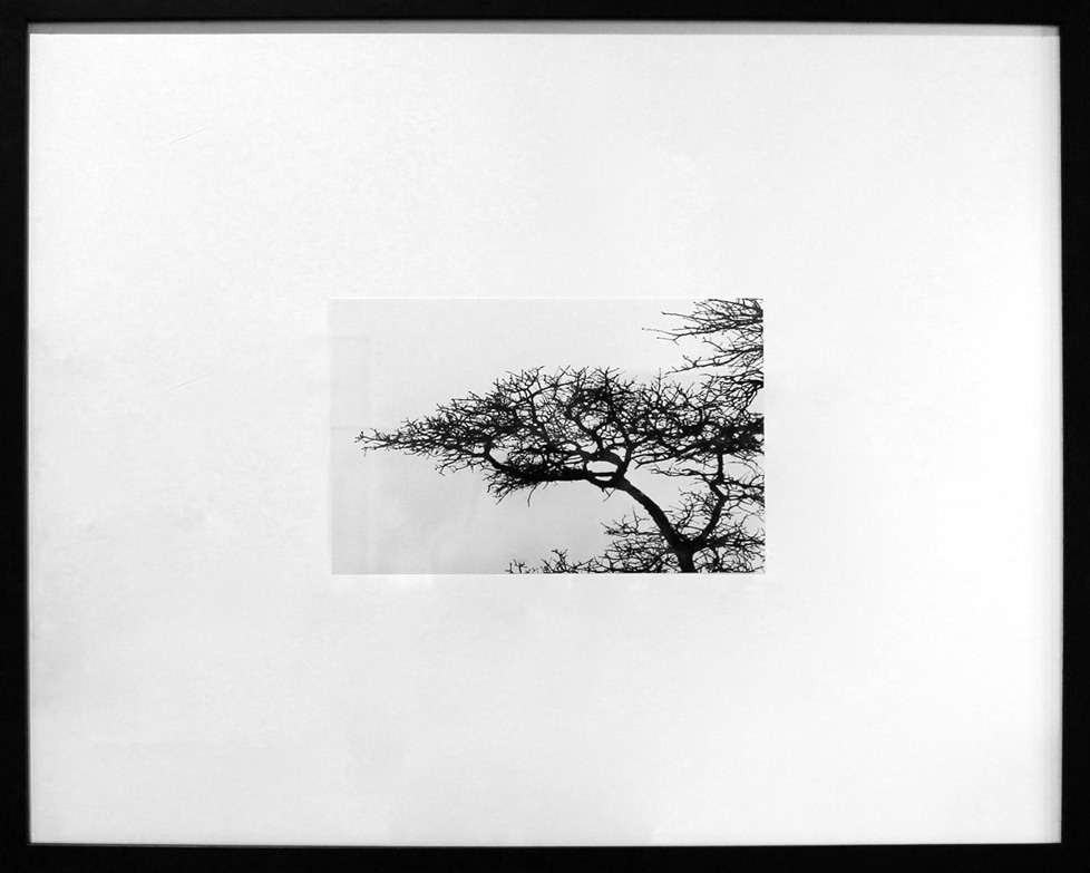 framed black and white photo of tree in front of water or sky