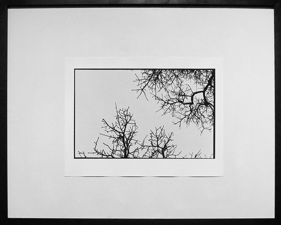 framed black and white photo of tree branches against clear sky