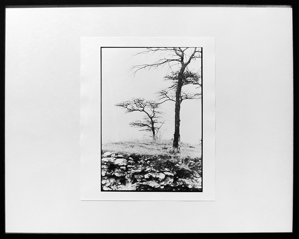 framed black and white photo of two trees on rocky earth
