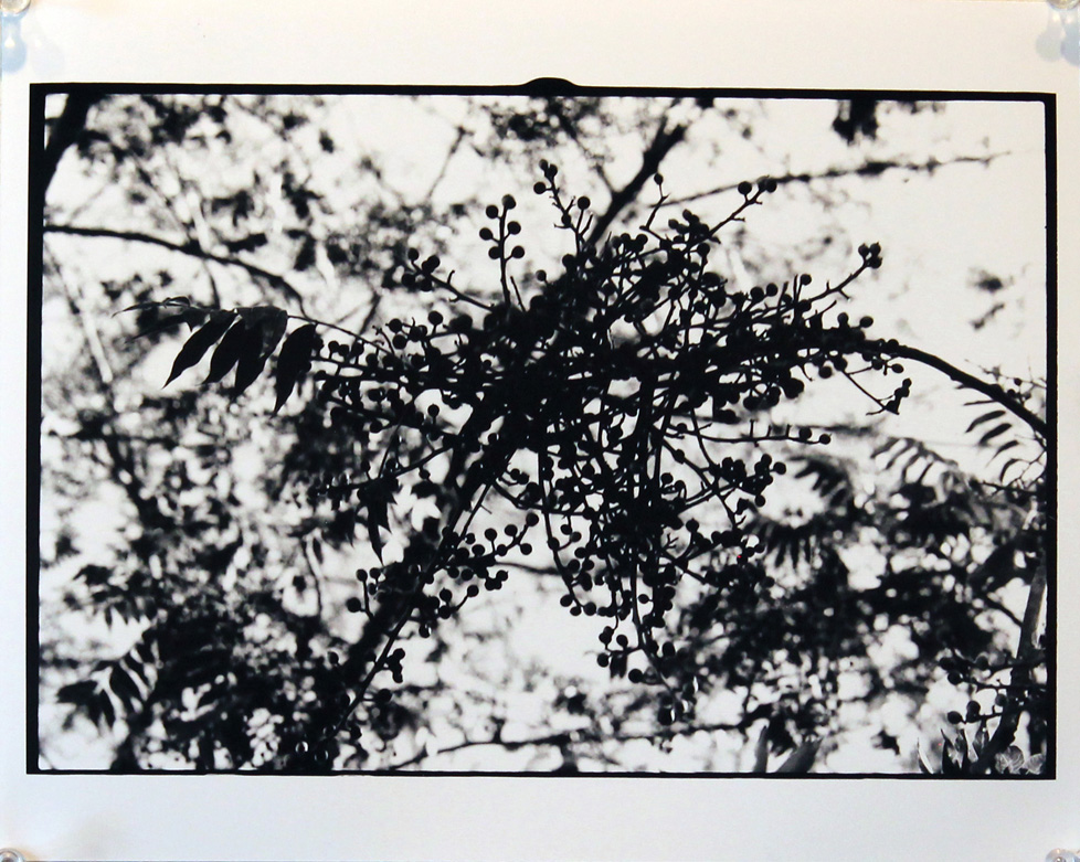 B&W photo of branches