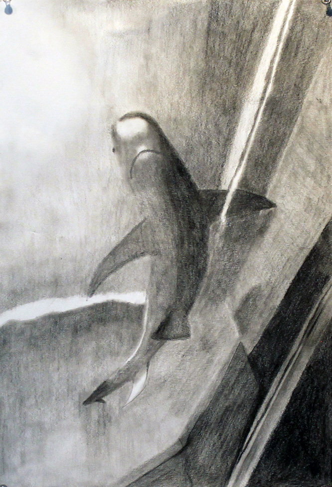 drawing of shark