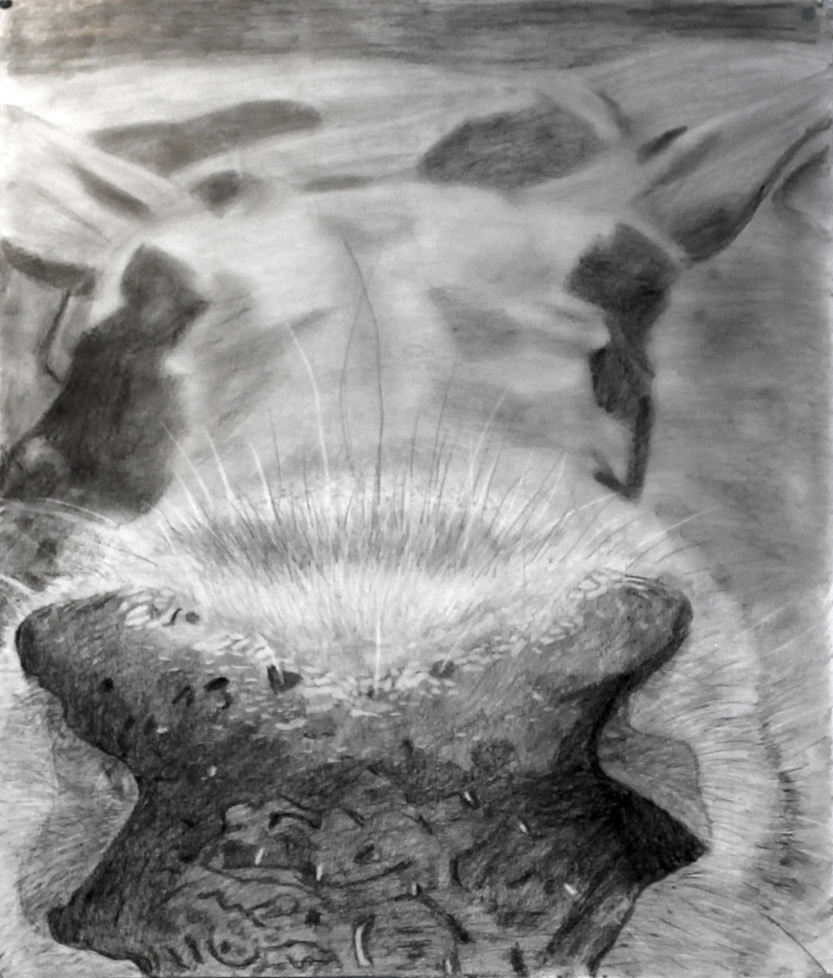 drawing of animal nose