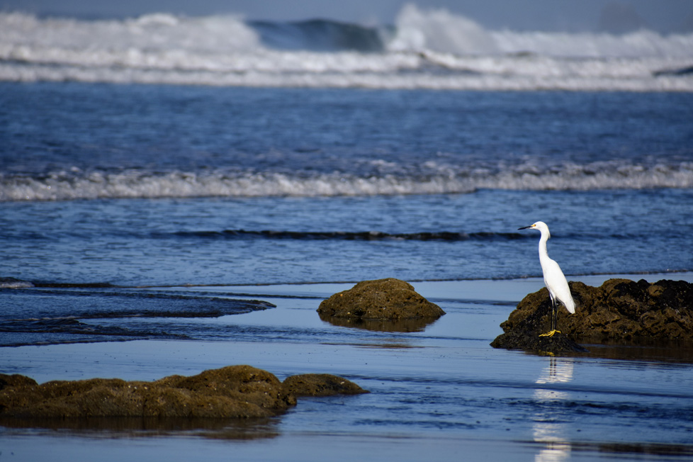 photo of bird sitting on rock in water