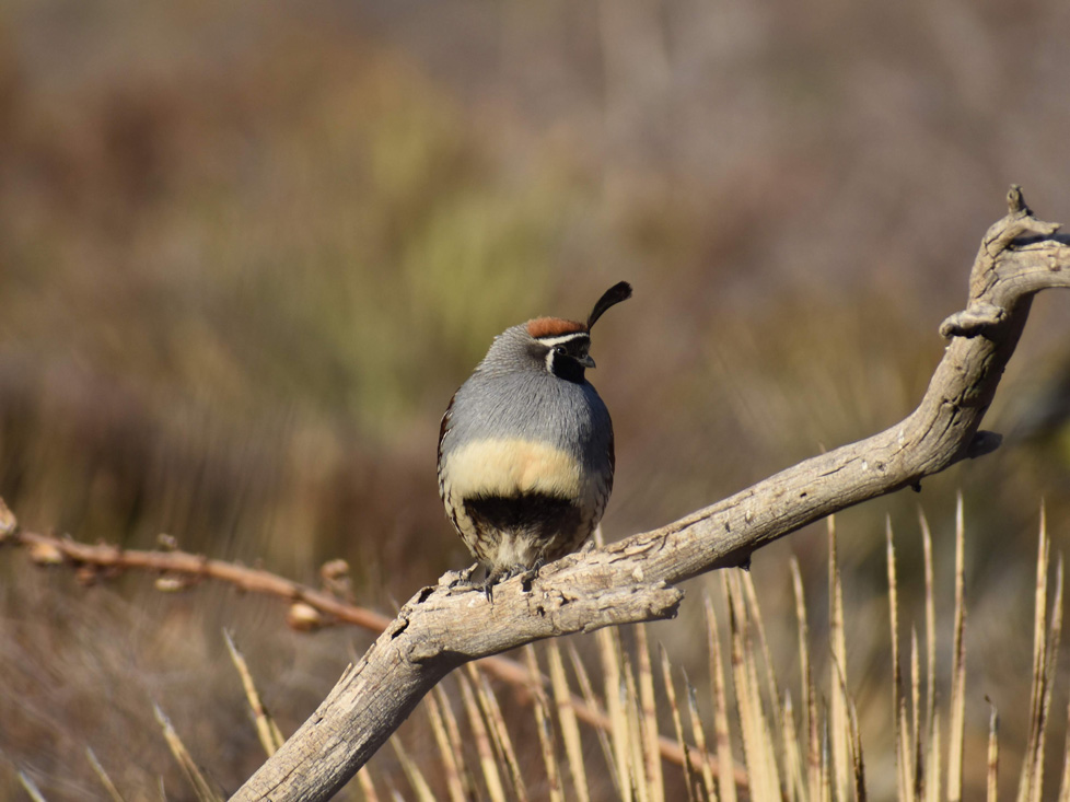 photo of bird on branch