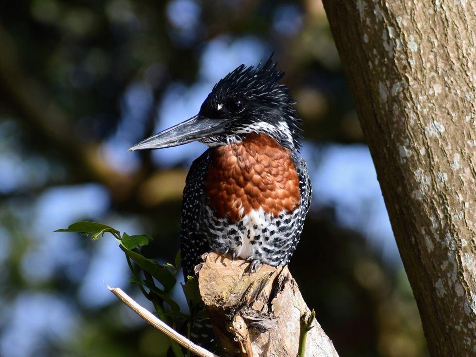 photo of bird in tree