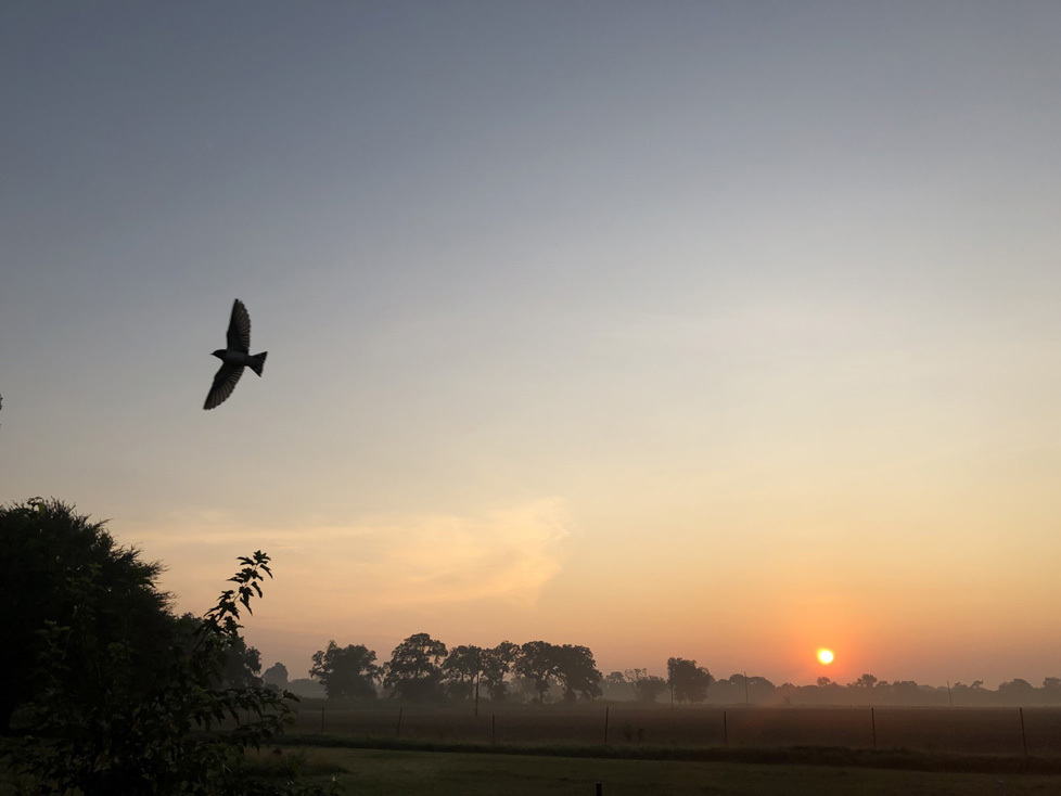 color photo bird flying at sunset