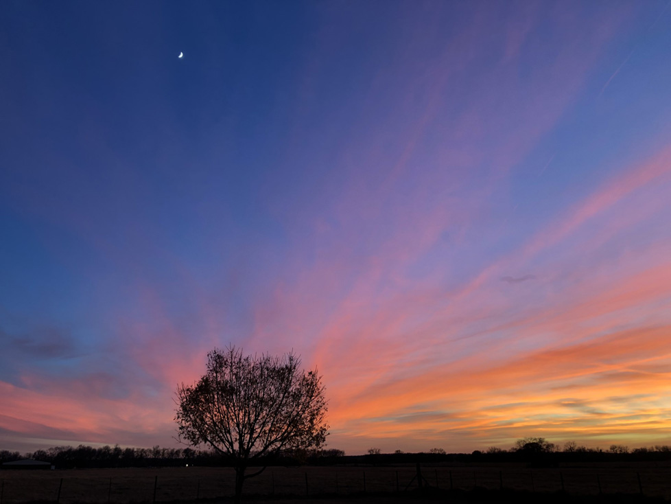 color photo tree sunset