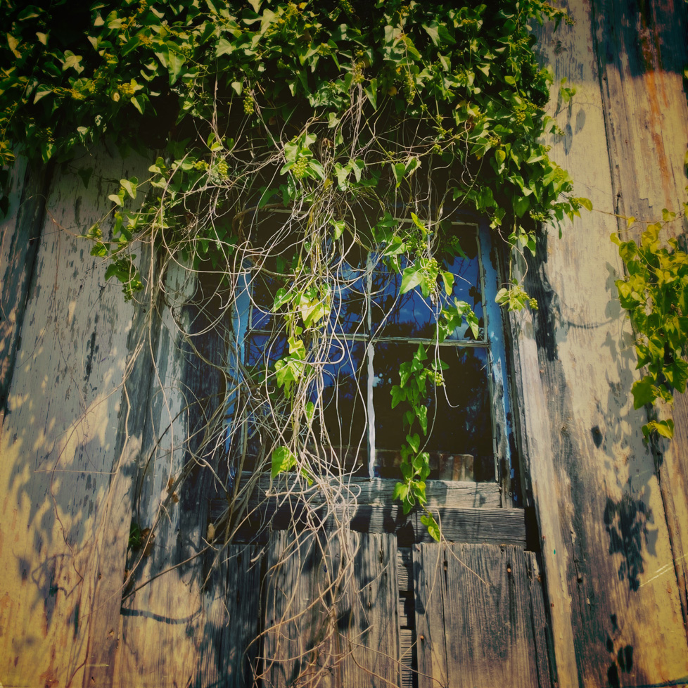 square photo of window with ivy