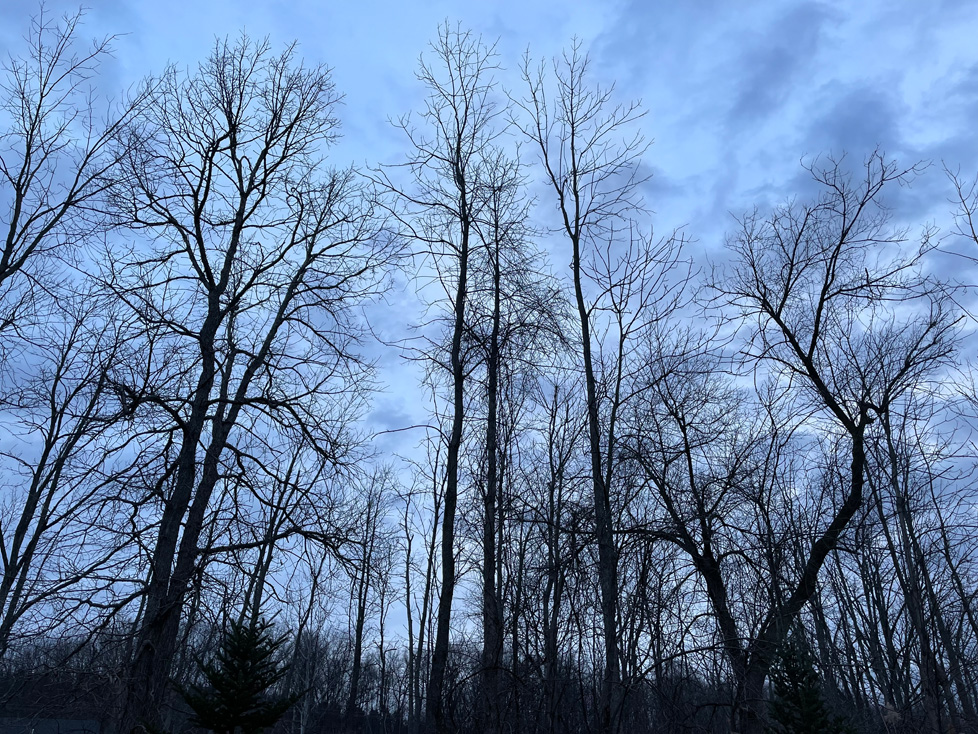 photo of trees