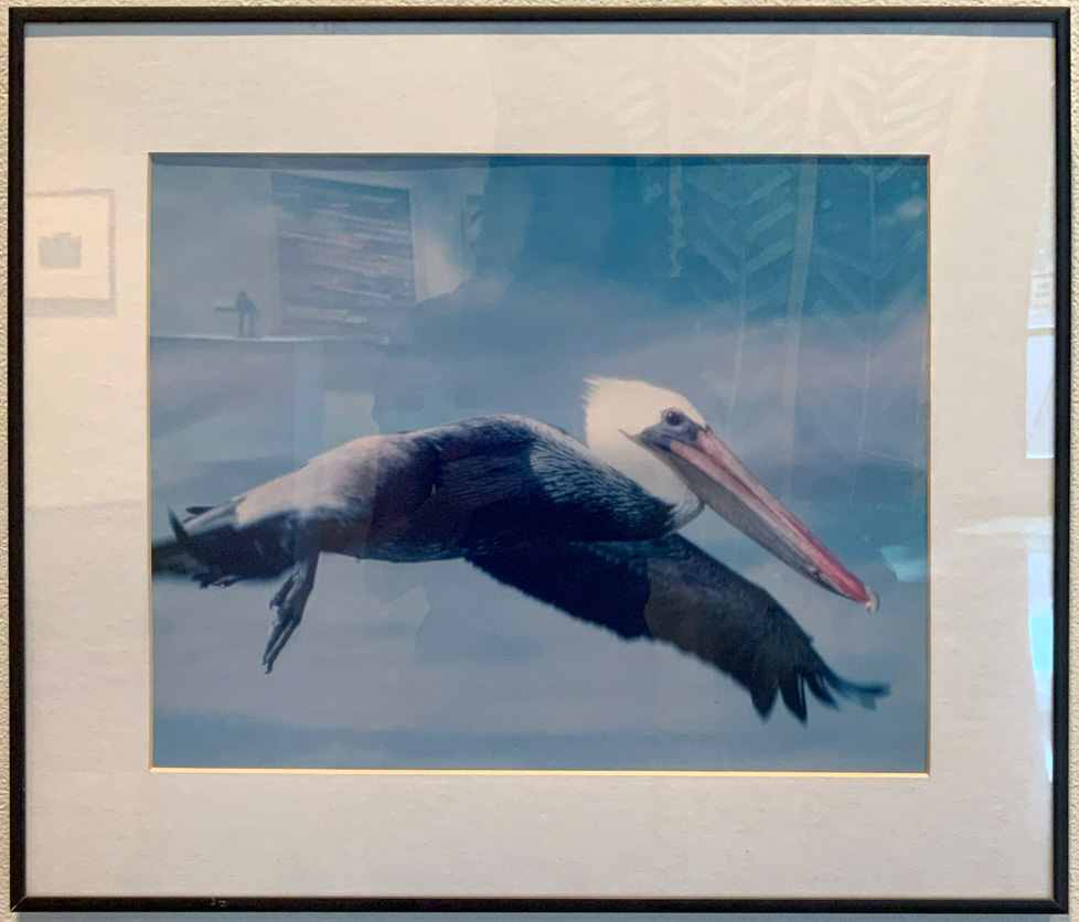 photo: bird in flight