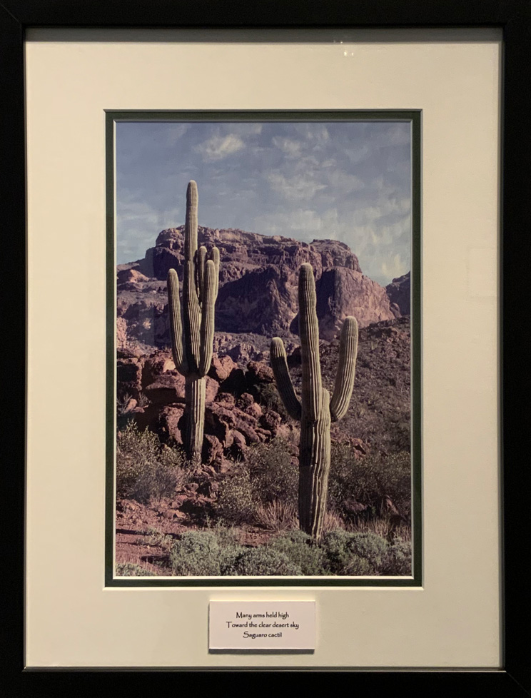 photo: saguaro cacti