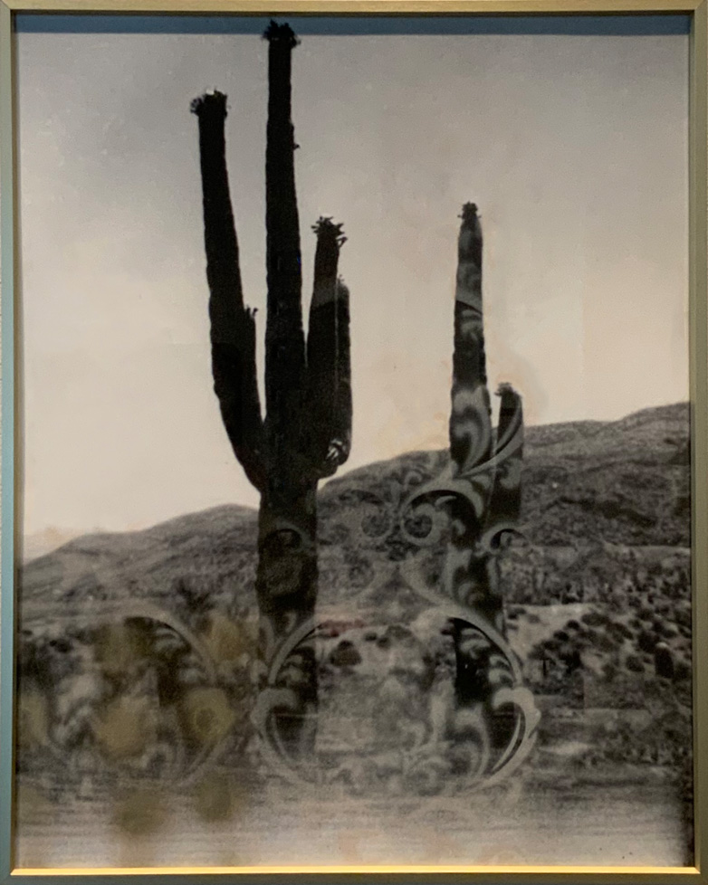 b/w photo of saguaro cacti