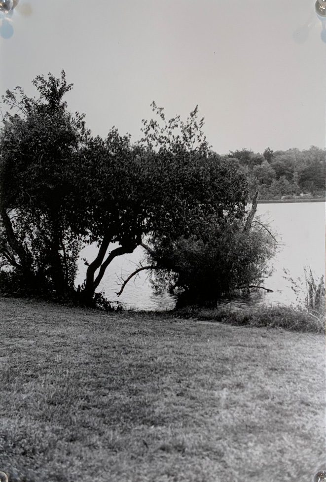 photo of trees by lake