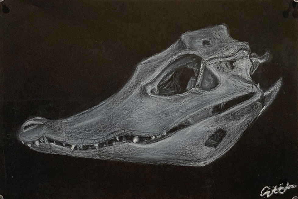 drawing of aligator skull