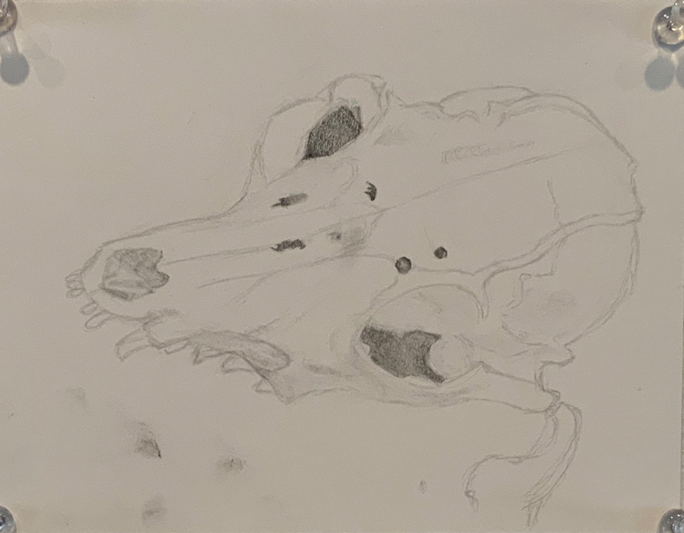 drawing of animal skull