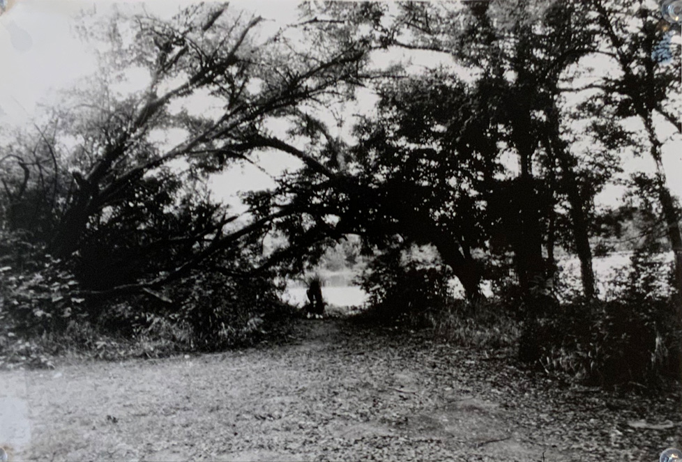 photo of trees and person