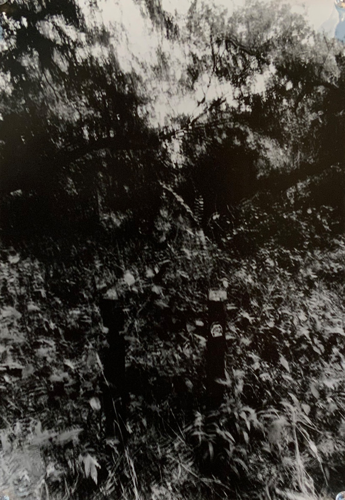 Photo of trees