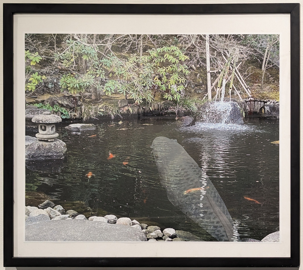 photo of pond with giant fish in water