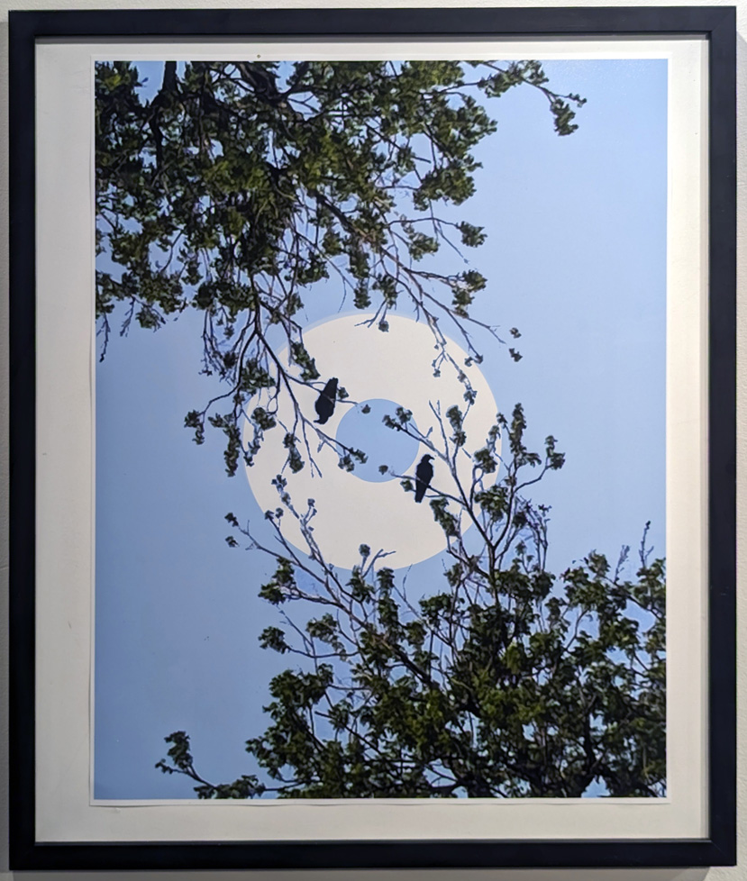 white ring in sky with tree branches