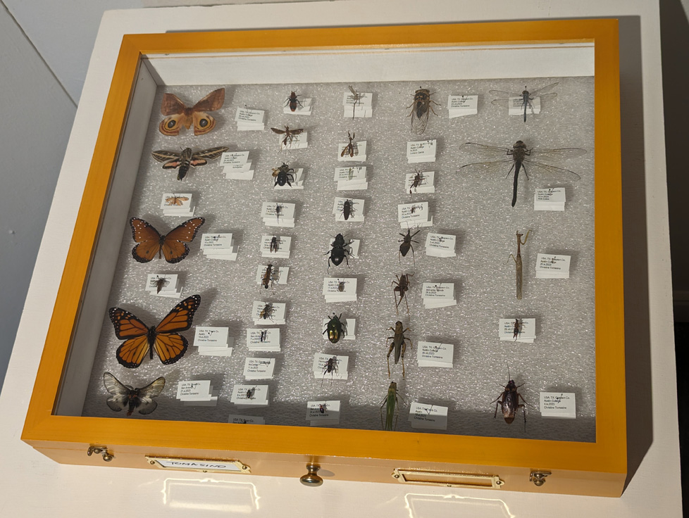 insect collection