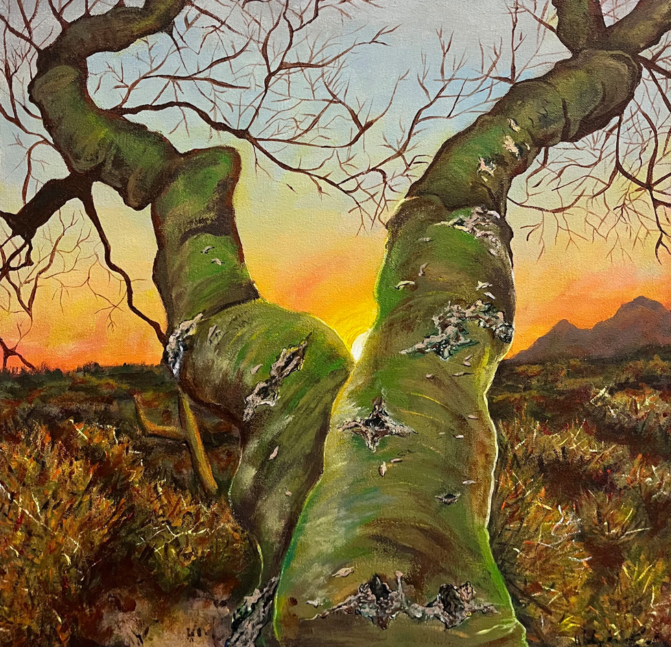 green tree trunks in v-shape, desert sunset