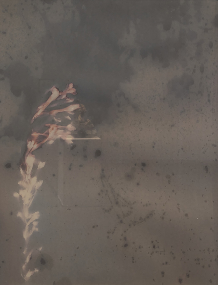 Lumen of plants, scanned and printed