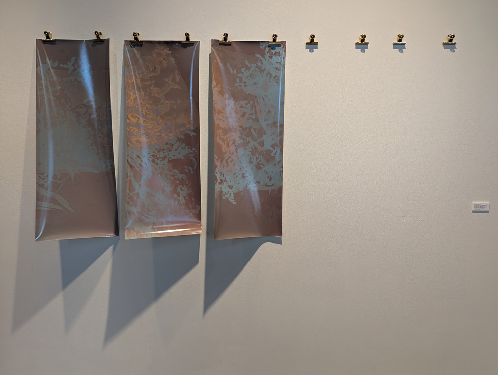 3 lumen prints clipped up with space for more