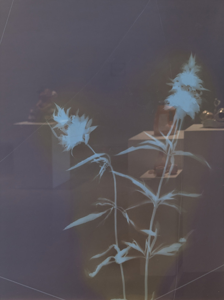 Lumen of plants, scanned and printed