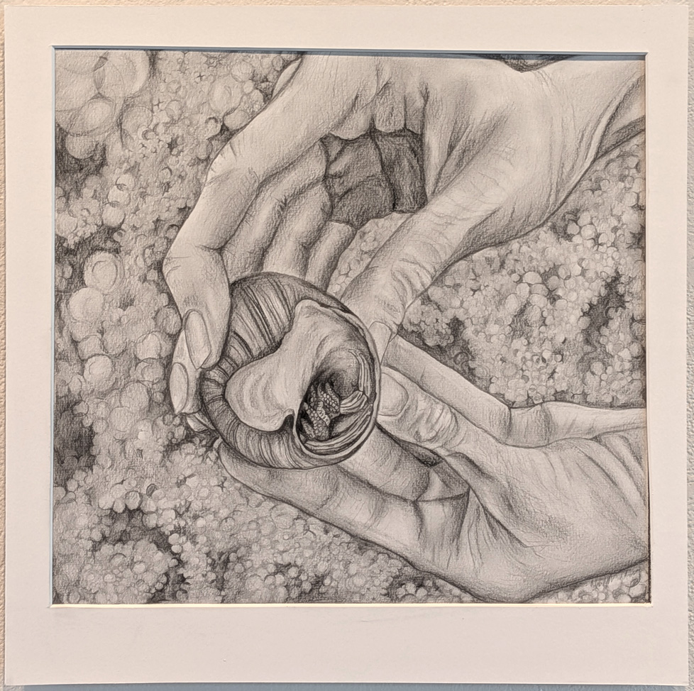drawing of hands holding crab