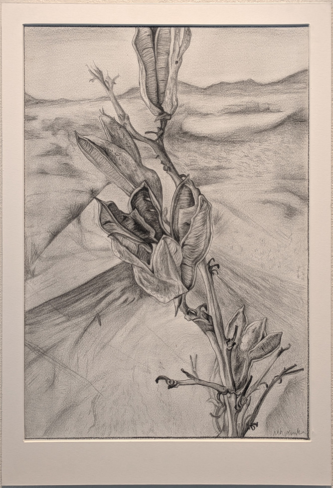 drawing of seed pods