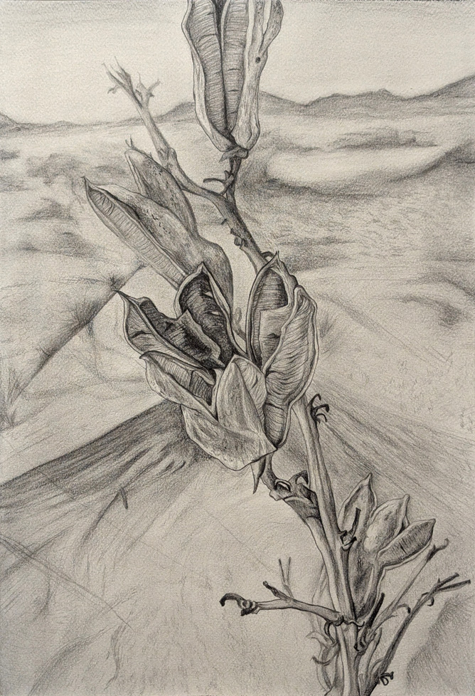 drawing of plant