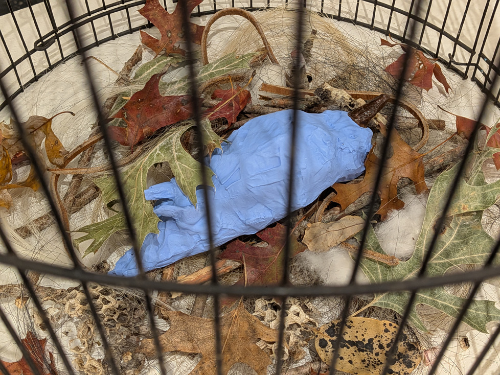 detail of dead bird in cage on leaves