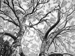 010-Isabel_Hernandez-The_Tree